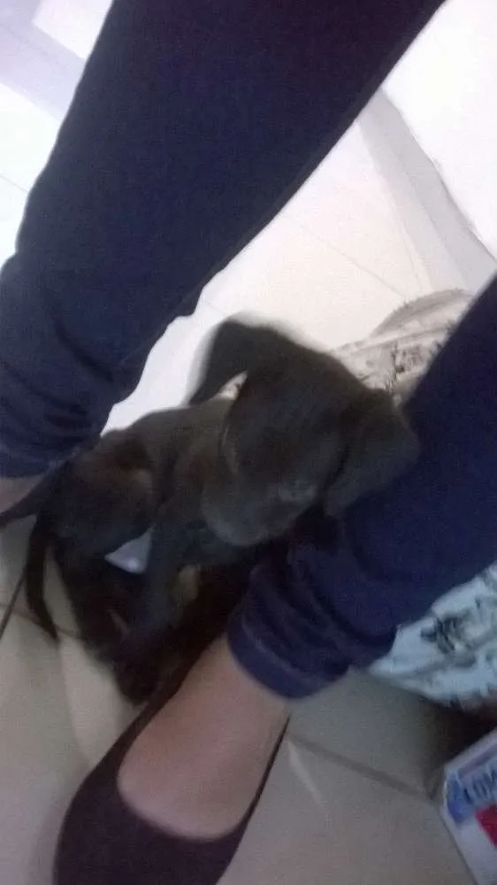 Cachorro raça Vira Lata idade Abaixo de 2 meses nome sem nome