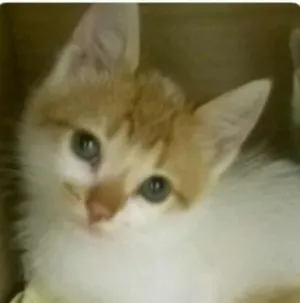 Gato raça SRD idade 2 a 6 meses nome Dimitri
