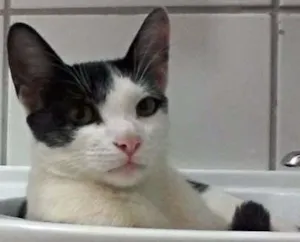 Gato raça sem raça idade 7 a 11 meses nome Manoullo 