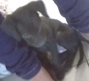 Cachorro raça Vira Lata idade Abaixo de 2 meses nome sem nome