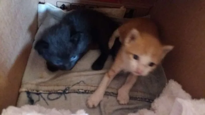 Gato ra a  idade Abaixo de 2 meses nome amarelinho e pretinho