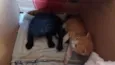 amarelinho e pretinho