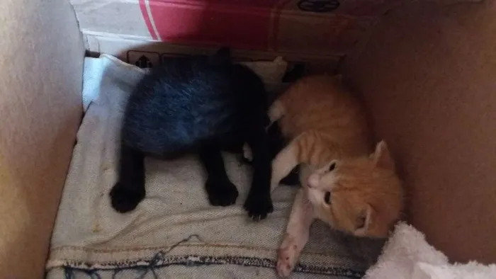 Gato ra a  idade Abaixo de 2 meses nome amarelinho e pretinho