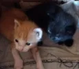 amarelinho e pretinho