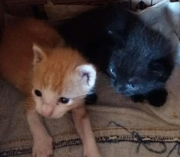 Gato ra a  idade Abaixo de 2 meses nome amarelinho e pretinho