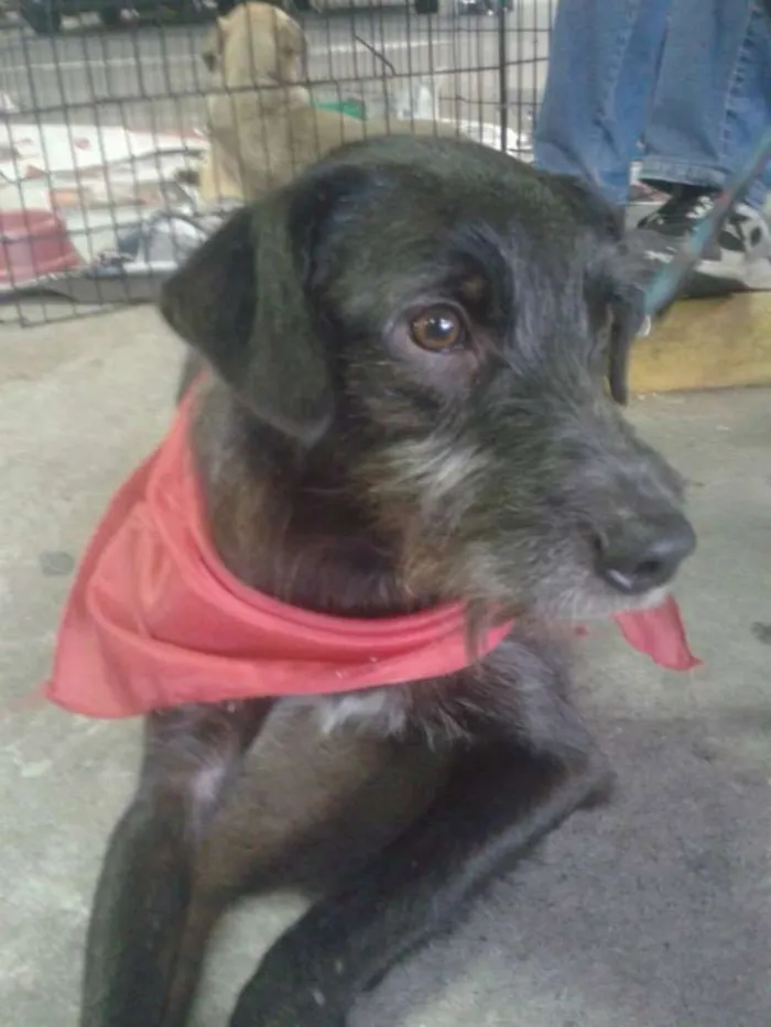 Cachorro ra a srd idade 2 anos nome Kabuki