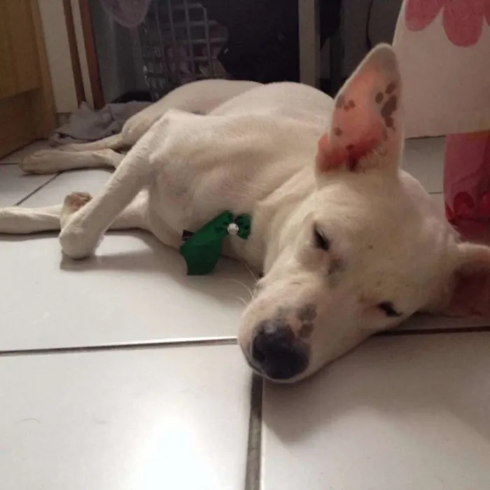 Cachorro ra a  idade 1 ano nome Billy