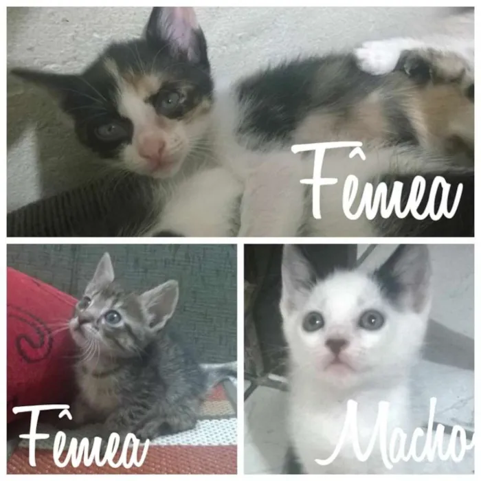 Gato ra a SRD idade Abaixo de 2 meses nome Sem nome