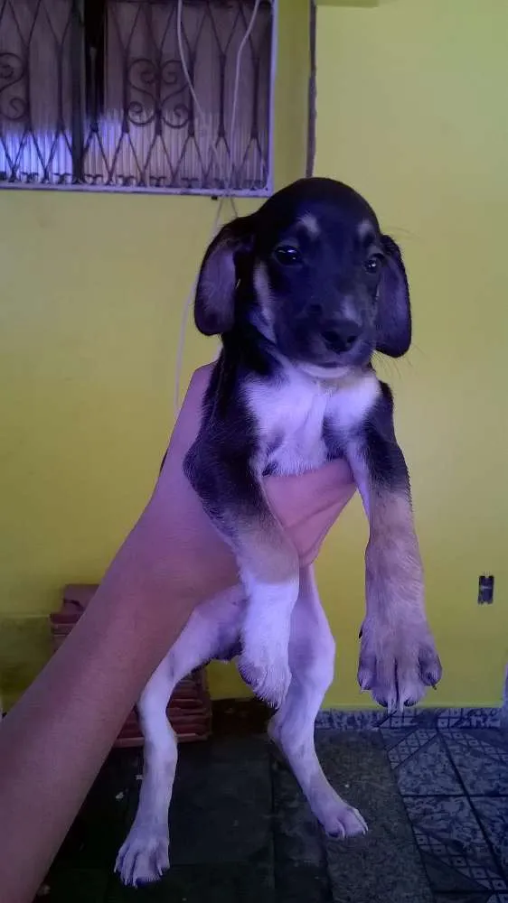 Cachorro ra a Vira lata idade 2 a 6 meses nome Lili, toto, fred