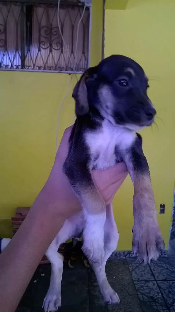 Cachorro ra a Vira lata idade 2 a 6 meses nome Lili, toto, fred