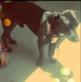 Simba
