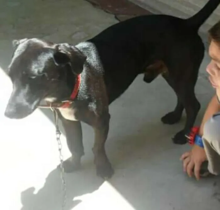 Cachorro raça Vira lata idade 5 anos nome Simba