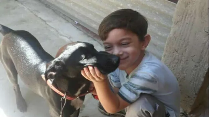 Cachorro raça Vira lata idade 5 anos nome Simba