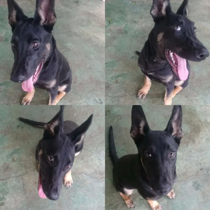 Cachorro ra a Indefinida idade 2 a 6 meses nome Zoe