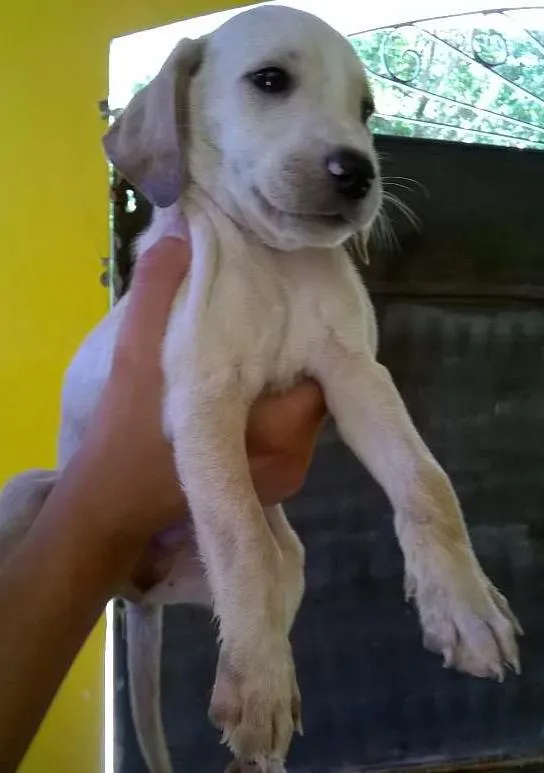 Cachorro ra a Vira lata idade 2 a 6 meses nome Fred