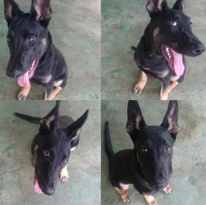 Cachorro ra a Indefinida idade 2 a 6 meses nome Zoe
