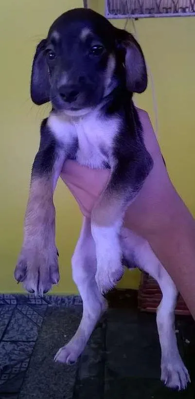 Cachorro ra a Vira lata idade 2 a 6 meses nome Nina, Sofia, fred