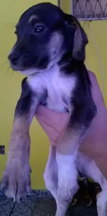 Cachorro ra a Vira lata idade 2 a 6 meses nome Lili, toto, fred