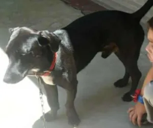Cachorro raça Vira lata idade 5 anos nome Simba