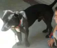 Simba