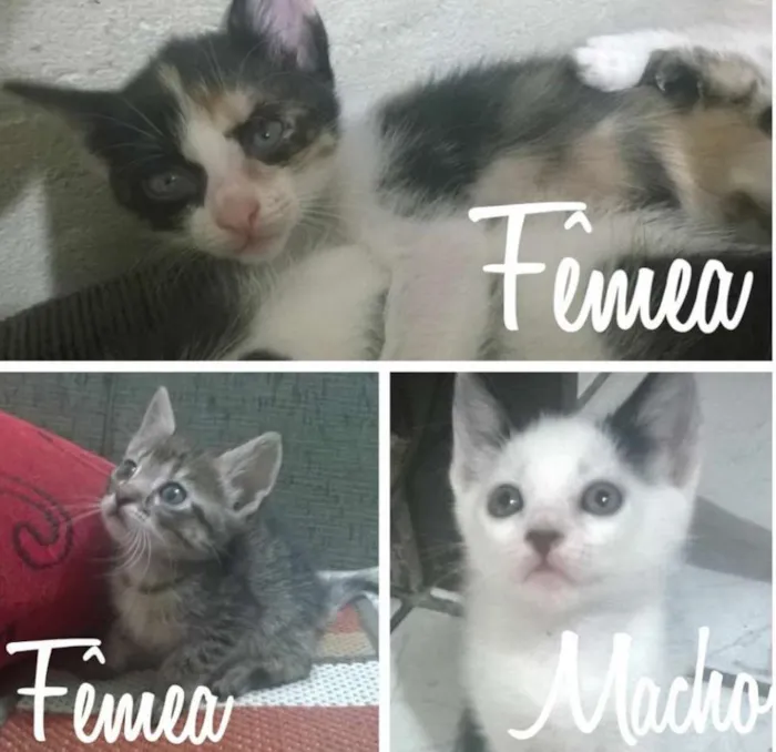 Gato ra a SRD idade Abaixo de 2 meses nome Sem nome