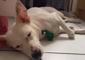 Cachorro raça  idade 1 ano nome Billy