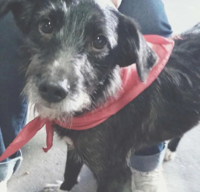 Cachorro ra a srd idade 2 anos nome Kabuki
