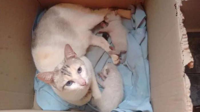 Gato ra a Desconhecido idade Abaixo de 2 meses nome Sem nome