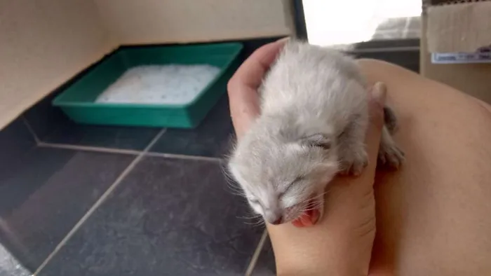 Gato ra a Desconhecido idade Abaixo de 2 meses nome Sem nome