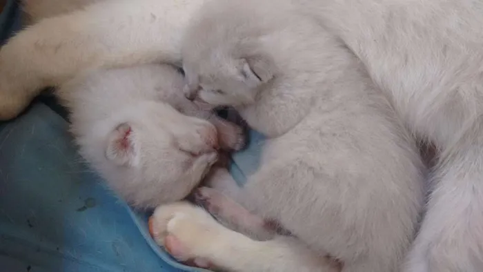 Gato ra a Desconhecido idade Abaixo de 2 meses nome Sem nome