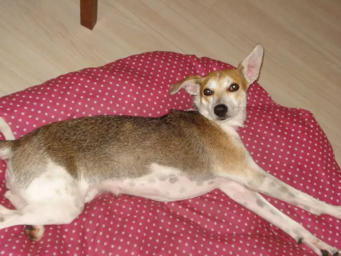 Cachorro ra a SRD idade 6 ou mais anos nome Colie