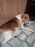 Colie