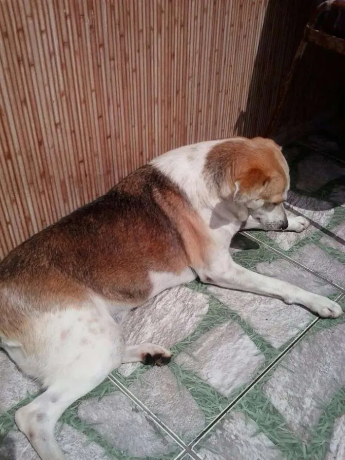 Cachorro ra a SRD idade 6 ou mais anos nome Colie