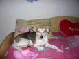 Colie