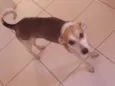 Colie