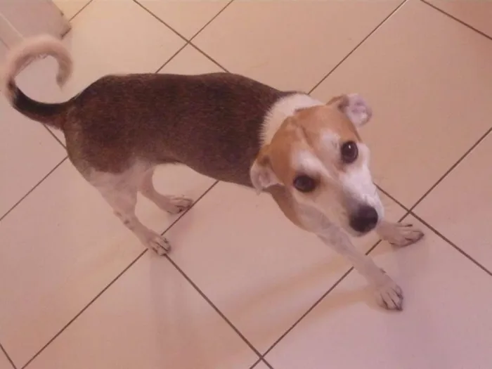 Cachorro ra a SRD idade 6 ou mais anos nome Colie
