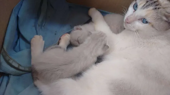 Gato ra a Desconhecido idade 1 ano nome Sem nome