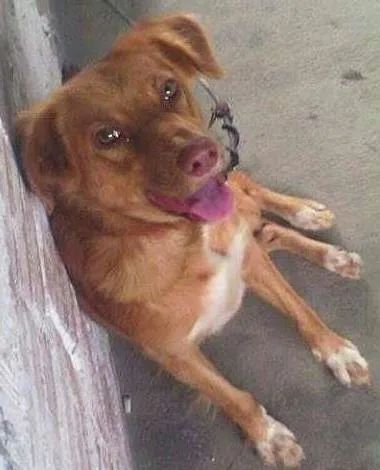 Cachorro ra a RND idade 1 ano nome zeus