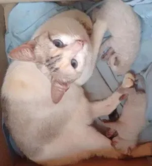 Gato raça Desconhecido idade Abaixo de 2 meses nome Sem nome