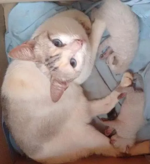 Gato ra a Desconhecido idade Abaixo de 2 meses nome Sem nome
