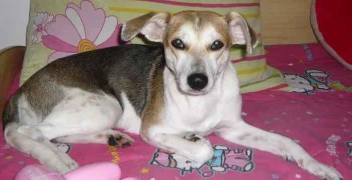 Cachorro ra a SRD idade 6 ou mais anos nome Colie