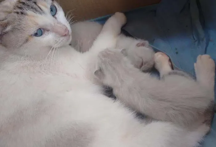 Gato ra a Desconhecido idade 1 ano nome Sem nome