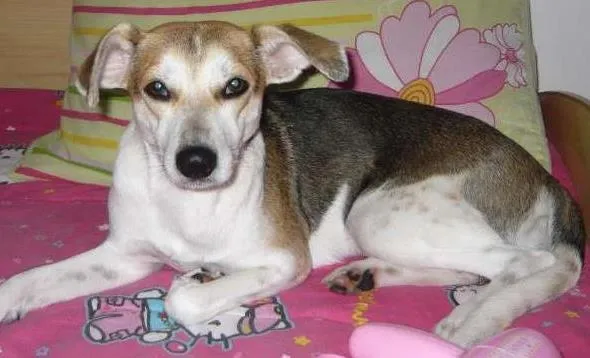 Cachorro ra a SRD idade 6 ou mais anos nome Colie