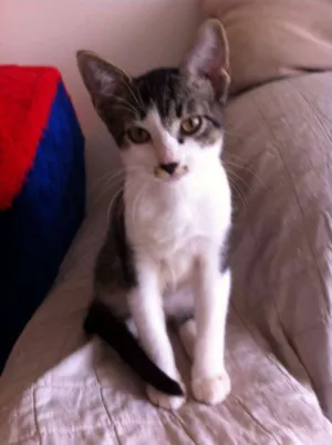Gato raça SRD idade 2 a 6 meses nome Catherine e Colin