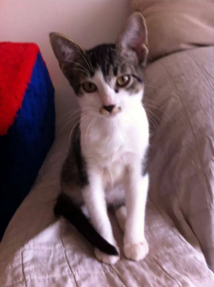 Gato ra a SRD idade 2 a 6 meses nome Catherine e Colin