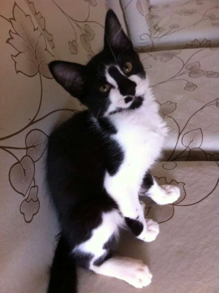 Gato ra a SRD idade 2 a 6 meses nome Catherine e Colin