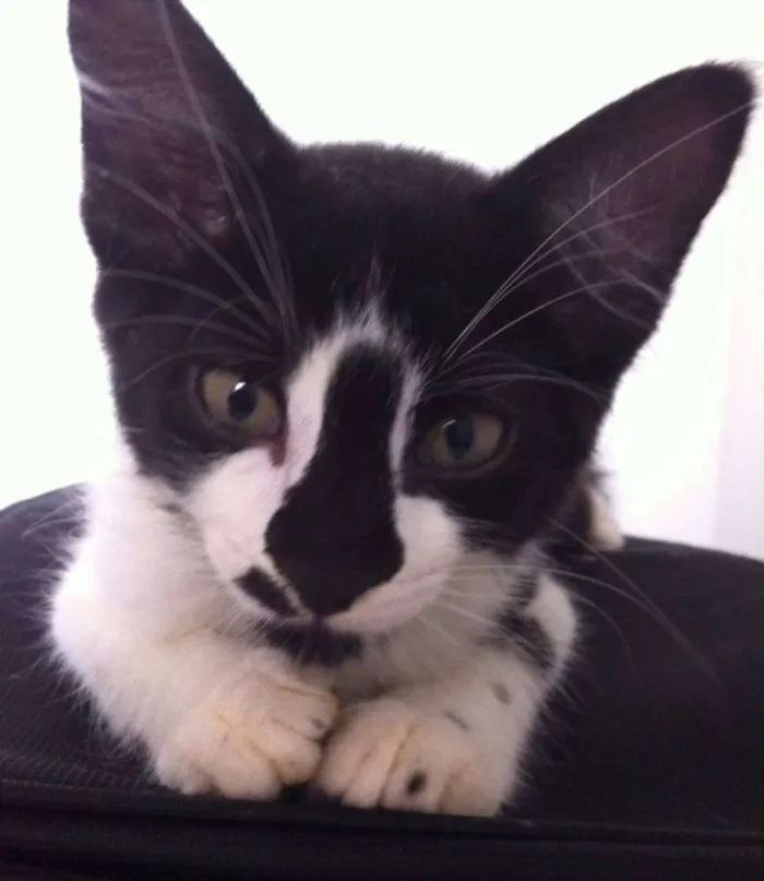 Gato ra a SRD idade 2 a 6 meses nome Catherine e Colin