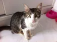 Amélie