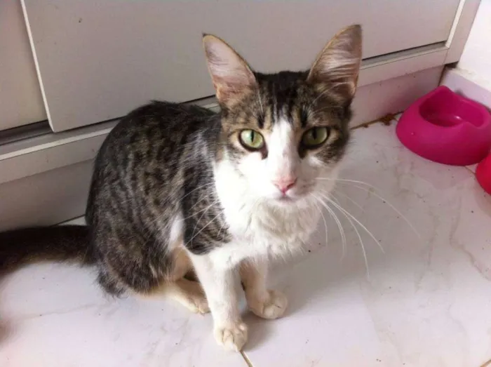 Gato raça SRD idade 2 anos nome Amélie