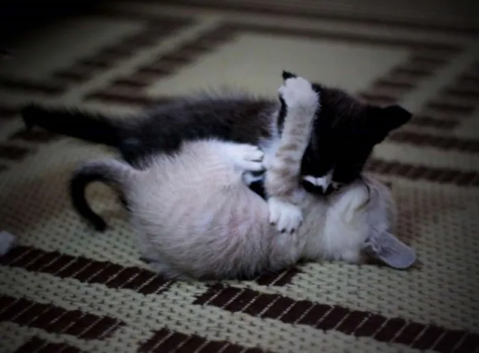 Gato ra a vira lata idade Abaixo de 2 meses nome Sem nome